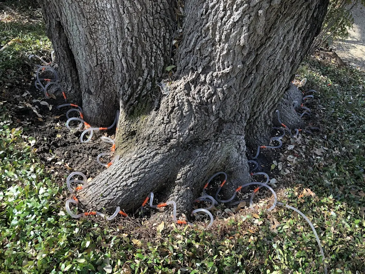 Detailed Tree Cabling and Bracing job site in Burdett