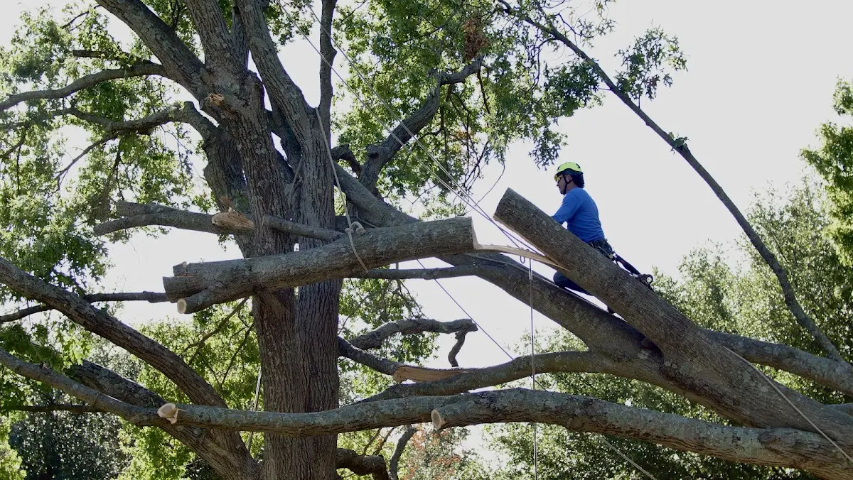Professional Crown Thinning performed by certified arborists in Burdett