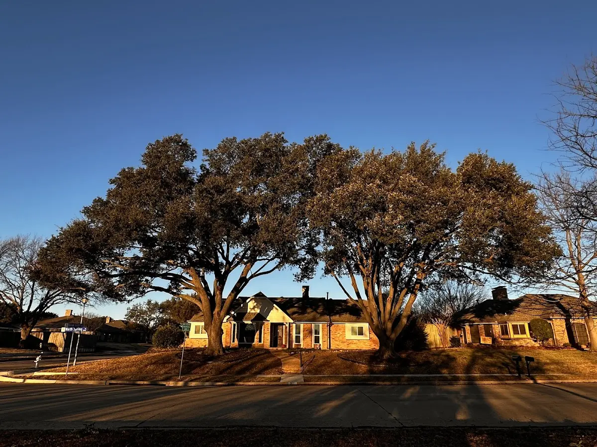Established residential canopy tree shading a home in Burdett