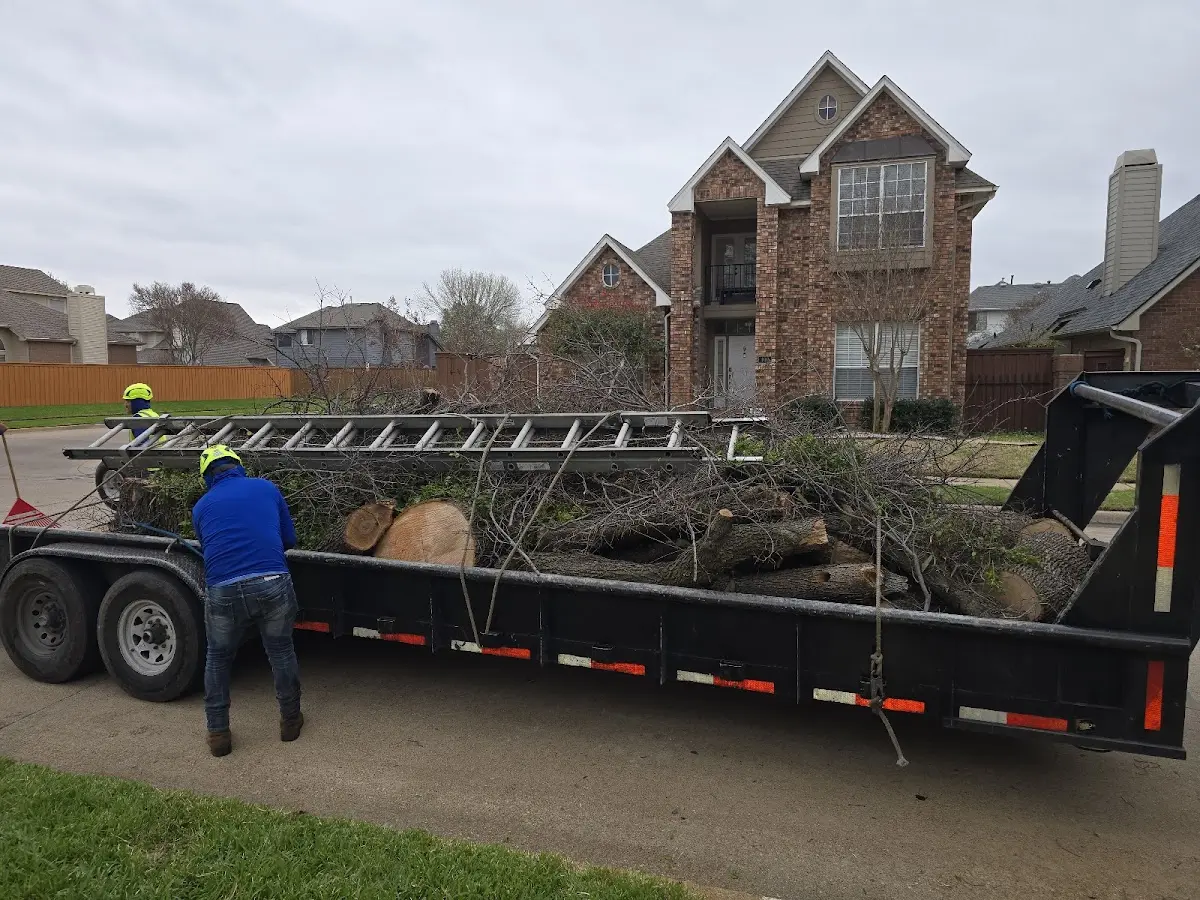 Expert Tree Pest Control with proper safety equipment in Burdett